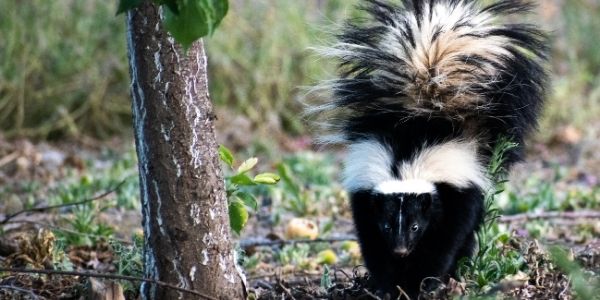 Diy skunk outlet shampoo for dogs